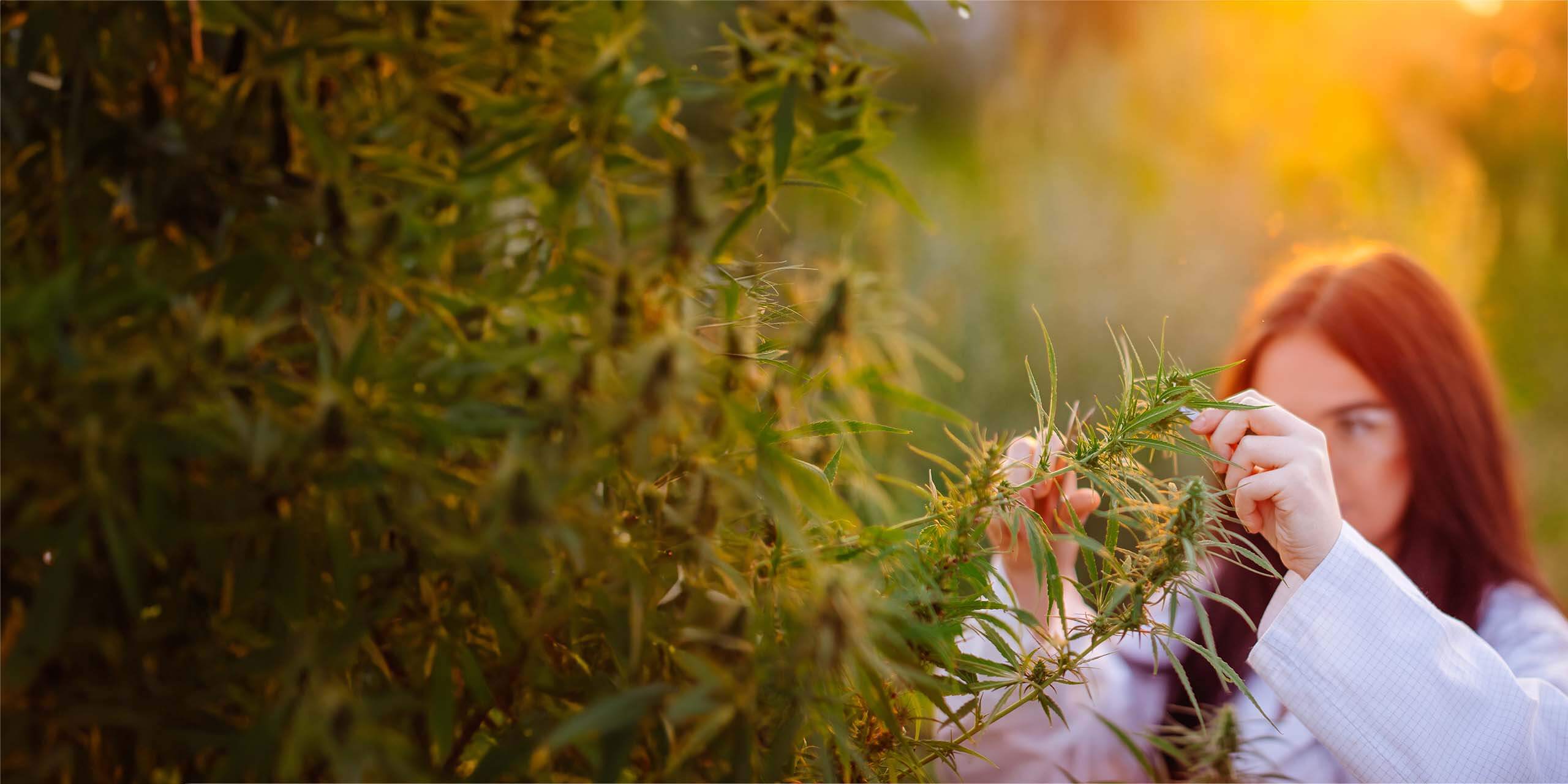 Eine Frau mit roten Haaren untersucht bei Sonnenuntergang Cannabispflanzen auf einem Feld und konzentriert sich dabei aufmerksam auf die Blätter.